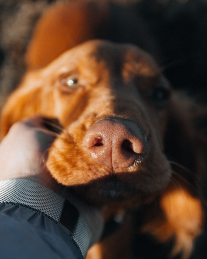Natural Pet Odor Removal